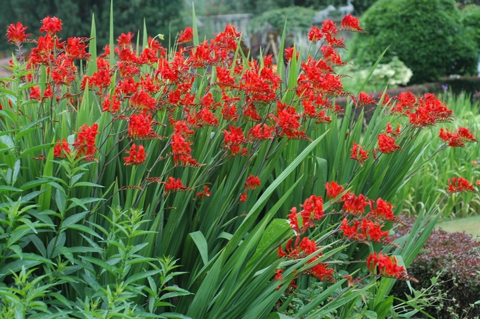 'Lucifer' Monbretia - Crocosmia aurea from E.C. Brown's Nursery