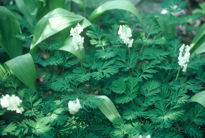 Squirrel corn - Dicentra canadensis from E.C. Brown's Nursery