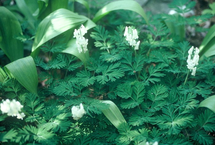 Squirrel corn - Dicentra canadensis from E.C. Brown's Nursery Squirrel corn - Dicentra canadensis from E.C. Brown's Nursery