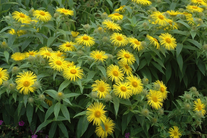 Leopard's bane - Doronicum carpetanum from E.C. Brown's Nursery Leopard's bane - Doronicum carpetanum from E.C. Brown's Nursery