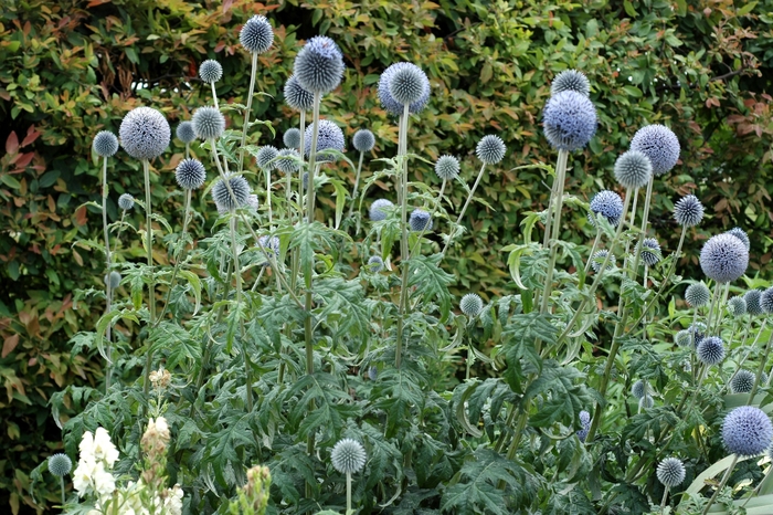 Globe Thistle - Echinops ritro 'Blue Glow' from E.C. Brown's Nursery Globe Thistle - Echinops ritro 'Blue Glow' from E.C. Brown's Nursery
