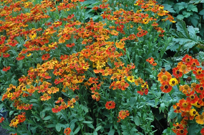 Helen flower - Helenium autumnale 'Moerheim Beauty' from E.C. Brown's Nursery