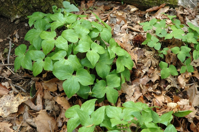 Sharp-lobed Liverwort - Hepatica acutiloba from E.C. Brown's Nursery Sharp-lobed Liverwort - Hepatica acutiloba from E.C. Brown's Nursery