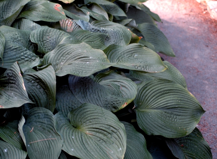 Blue Angel Hosta, Plantain Lily - Hosta 'Blue Angel' (Hosta, Plantain Lily) from E.C. Brown's Nursery