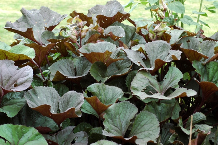 Big Leaf Ligularia - Ligularia dentata 'Othello' from E.C. Brown's Nursery Big Leaf Ligularia - Ligularia dentata 'Othello' from E.C. Brown's Nursery