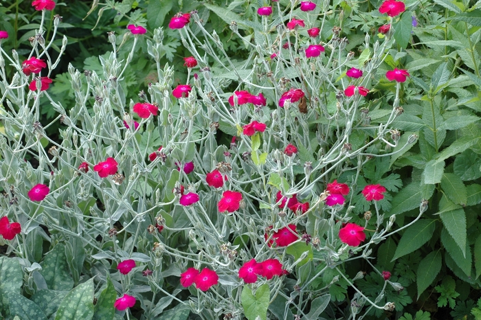 Mullein Pink, Campion flower - Lychnis coronaria from E.C. Brown's Nursery Mullein Pink, Campion flower - Lychnis coronaria from E.C. Brown's Nursery