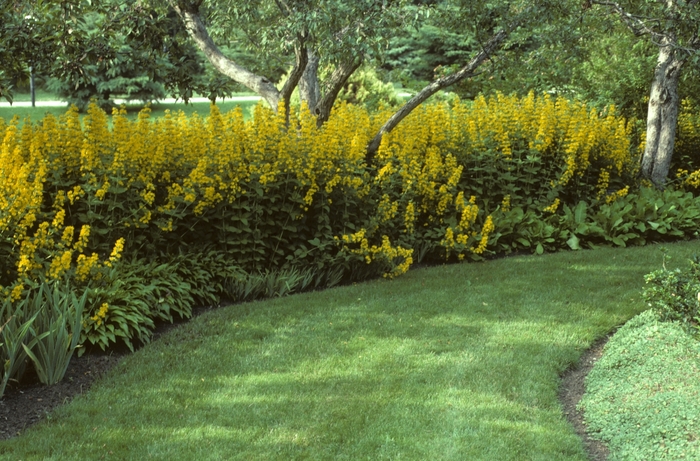 Yellow Loosestrife, Garden Loosestrife - Lysimachia punctata (Yellow Loosestrife, Garden Loosestrife) from E.C. Brown's Nursery Yellow Loosestrife, Garden Loosestrife - Lysimachia punctata (Yellow Loosestrife, Garden Loosestrife) from E.C. Brown's Nursery