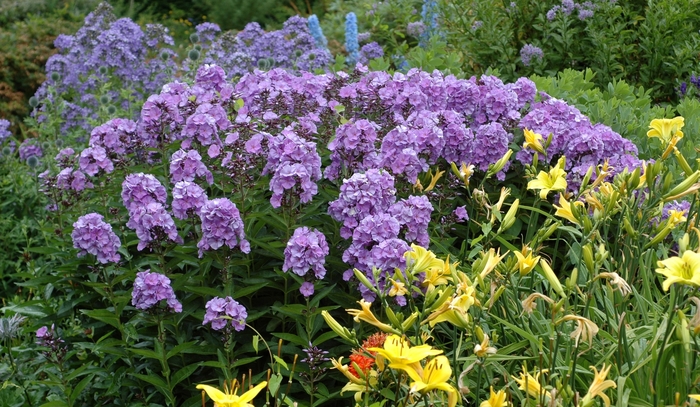 Garden phlox - Phlox paniculata 'Violet' from E.C. Brown's Nursery