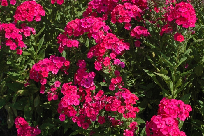 Garden phlox - Phlox paniculata 'Red Riding Hood' from E.C. Brown's Nursery