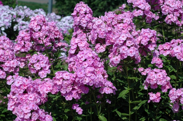 Garden phlox - Phlox paniculata 'Rosa Goliath' from E.C. Brown's Nursery