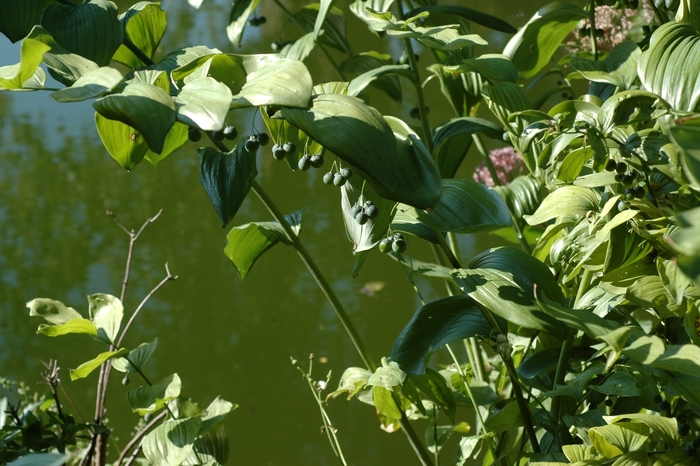 Giant Solomon's Seal - Polygonatum commutatum from E.C. Brown's Nursery Giant Solomon's Seal - Polygonatum commutatum from E.C. Brown's Nursery