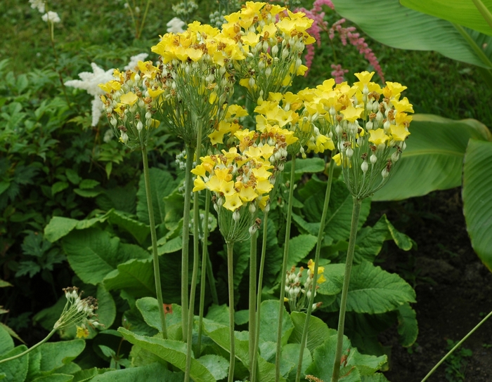 Primrose - Primula 'Sunset Shades' from E.C. Brown's Nursery Primrose - Primula 'Sunset Shades' from E.C. Brown's Nursery