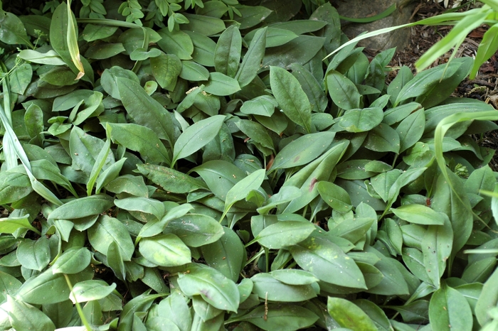 Lungwort - Pulmonaria angustifolia from E.C. Brown's Nursery Lungwort - Pulmonaria angustifolia from E.C. Brown's Nursery