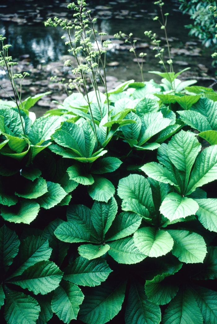 Rodger's Flower - Rodgersia aesculifolia from E.C. Brown's Nursery