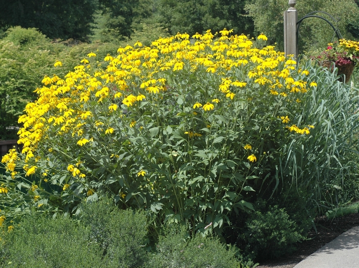Rudbeckia - Rudbeckia lacinata 'Herbtsonne' from E.C. Brown's Nursery Rudbeckia - Rudbeckia lacinata 'Herbtsonne' from E.C. Brown's Nursery