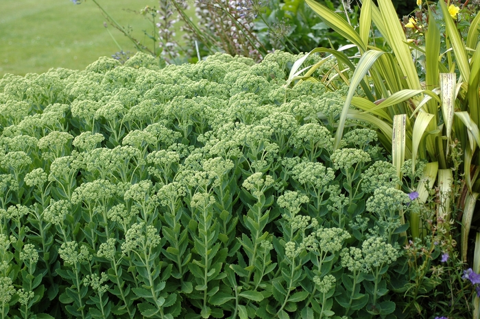 'Autumn Joy' - Sedum hybrid from E.C. Brown's Nursery