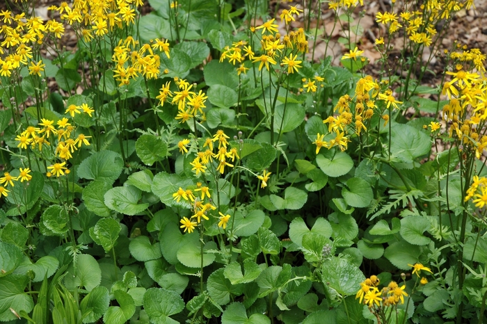 Golden Groundsel - Senecio aureus from E.C. Brown's Nursery Golden Groundsel - Senecio aureus from E.C. Brown's Nursery