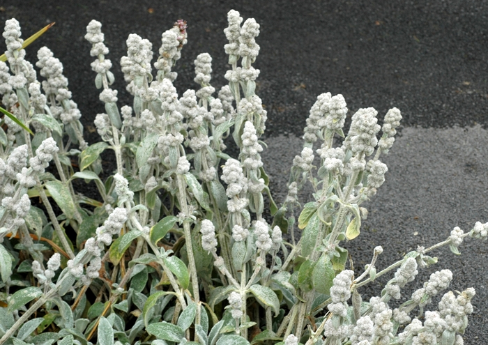 Lambs Ear - Stachys byzantina 'Cotton Ball' from E.C. Brown's Nursery Lambs Ear - Stachys byzantina 'Cotton Ball' from E.C. Brown's Nursery