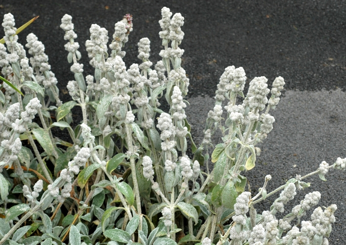 Lambs Ear - Stachys byzantina 'Cotton Ball' from E.C. Brown's Nursery