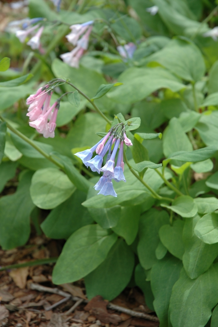 Virginia bluebell - Mertensia virginica from E.C. Brown's Nursery