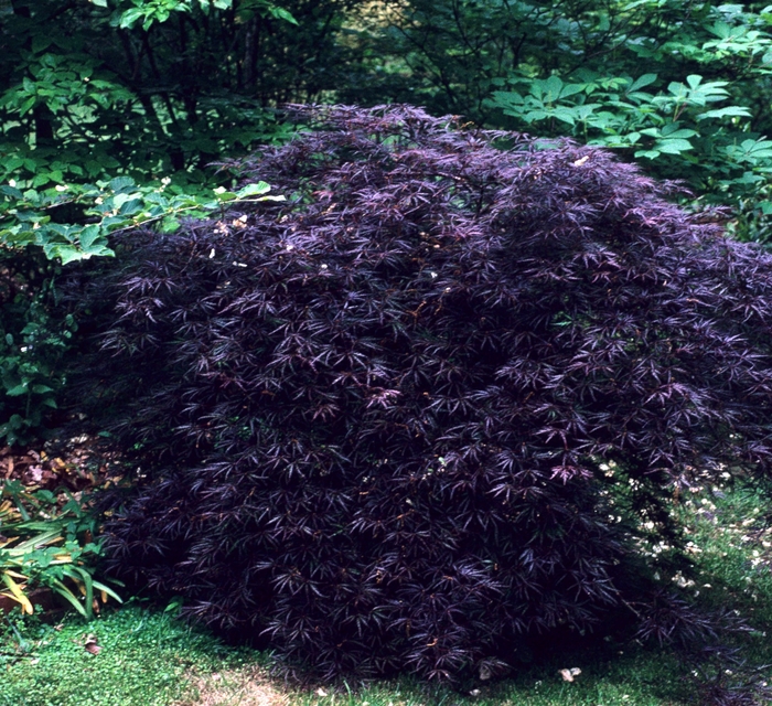 Crimson Queen Japanese Maple - Acer palmatum var. dissectum 'Crimson Queen' (Japanese Maple) from E.C. Brown's Nursery Crimson Queen Japanese Maple - Acer palmatum var. dissectum 'Crimson Queen' (Japanese Maple) from E.C. Brown's Nursery