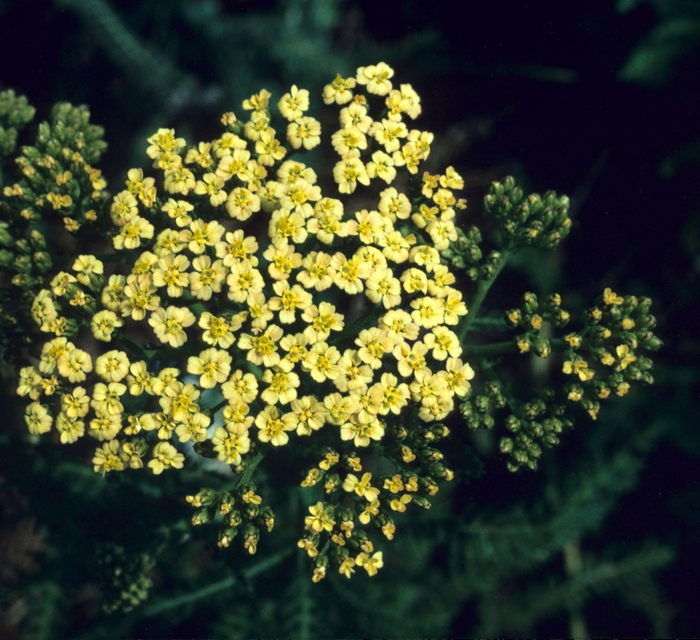 Yarrow - Achillea hybrid 'Hoffnung' from E.C. Brown's Nursery Yarrow - Achillea hybrid 'Hoffnung' from E.C. Brown's Nursery