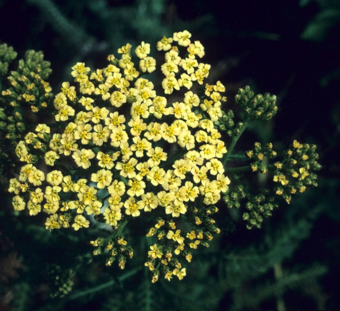 Yarrow - Achillea hybrid 'Hoffnung' from E.C. Brown's Nursery