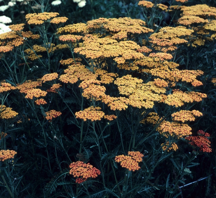 Yarrow - Achillea millefolium 'Fireland' from E.C. Brown's Nursery Yarrow - Achillea millefolium 'Fireland' from E.C. Brown's Nursery