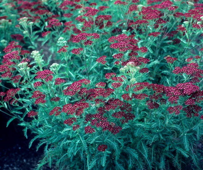 Yarrow - Achillea hybrid 'Summer Wine' from E.C. Brown's Nursery