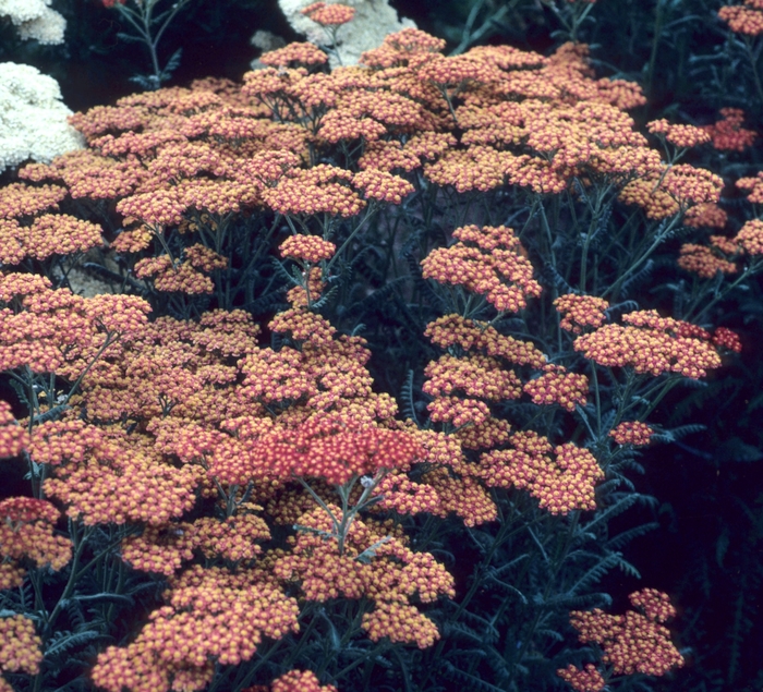 Yarrow - Achillea hybrid 'Walter Funcke' from E.C. Brown's Nursery Yarrow - Achillea hybrid 'Walter Funcke' from E.C. Brown's Nursery