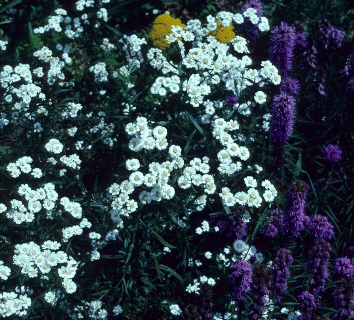 Sneezewort - Achillea ptarmica 'Ballerina' from E.C. Brown's Nursery Sneezewort - Achillea ptarmica 'Ballerina' from E.C. Brown's Nursery