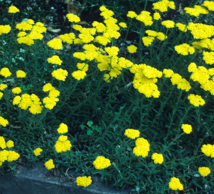 Wooly Yarrow - Achillea tomentosa from E.C. Brown's Nursery