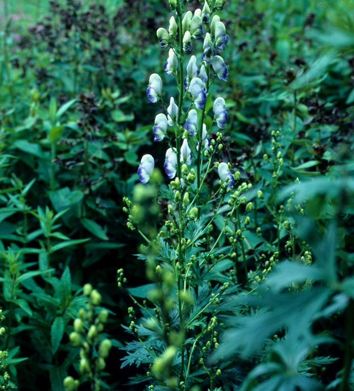 Monkshood - Aconitum x cammarum 'Bicolor' from E.C. Brown's Nursery