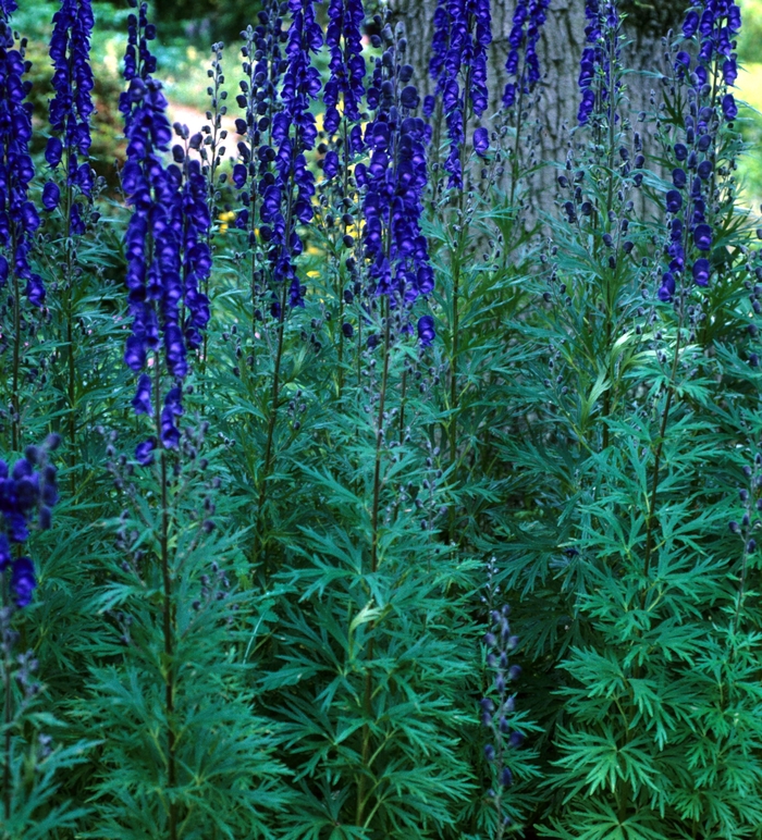 Common Monk's Hood - Aconitum napellus 'Sparks' from E.C. Brown's Nursery Common Monk's Hood - Aconitum napellus 'Sparks' from E.C. Brown's Nursery