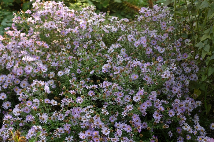 New York Aster - Aster novi-belgii 'Wood's Blue' from E.C. Brown's Nursery New York Aster - Aster novi-belgii 'Wood's Blue' from E.C. Brown's Nursery