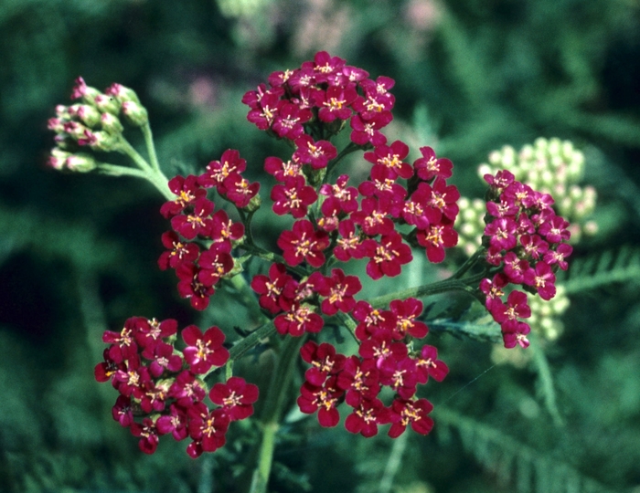 Yarrow - Achillea millefolium 'Paprika' from E.C. Brown's Nursery Yarrow - Achillea millefolium 'Paprika' from E.C. Brown's Nursery