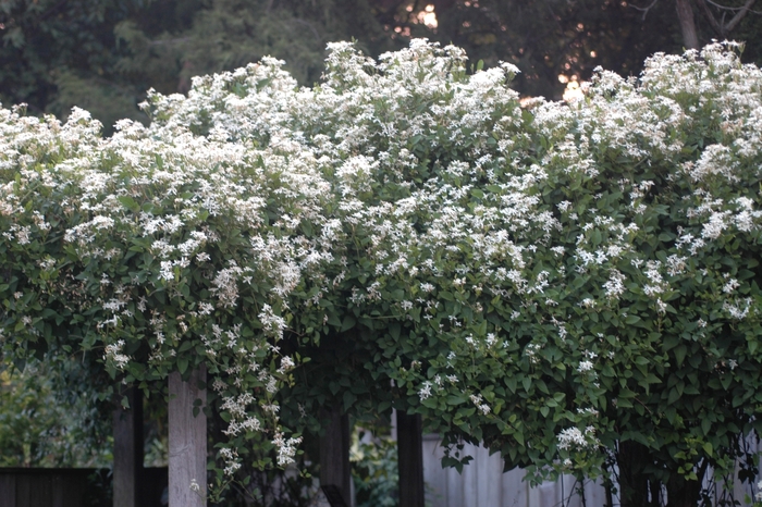 Fall Clematis - Clematis terniflora from E.C. Brown's Nursery Fall Clematis - Clematis terniflora from E.C. Brown's Nursery