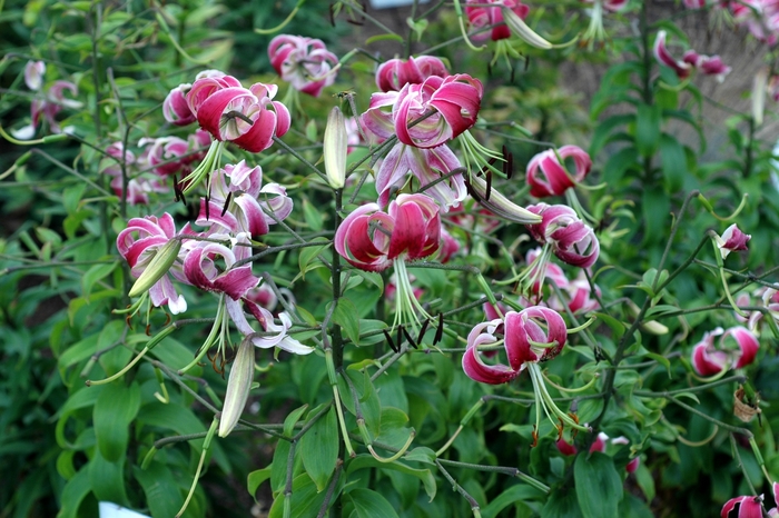 'Black Beauty' OT Lily - Lilium from E.C. Brown's Nursery