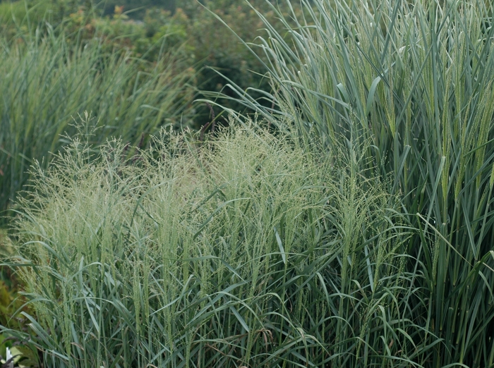Switch Grass - Panicum virgatum 'Prairie Sky' from E.C. Brown's Nursery Switch Grass - Panicum virgatum 'Prairie Sky' from E.C. Brown's Nursery
