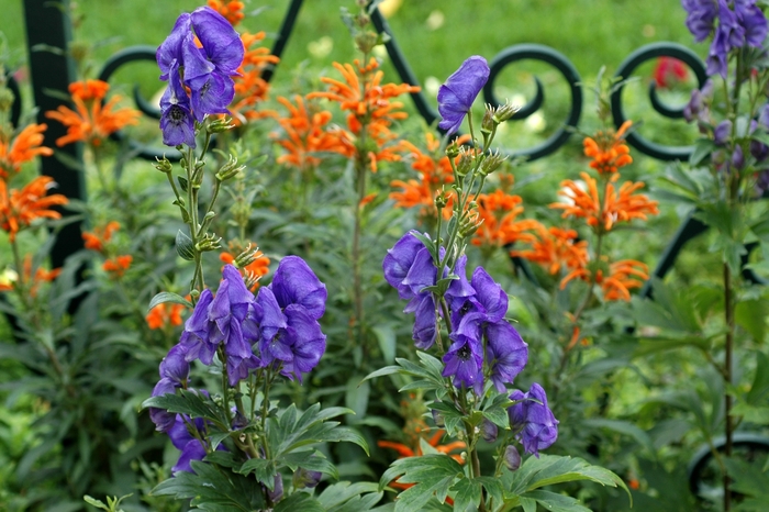 Arends Monkshood - Aconitum carmichaelii 'Arendsii' from E.C. Brown's Nursery