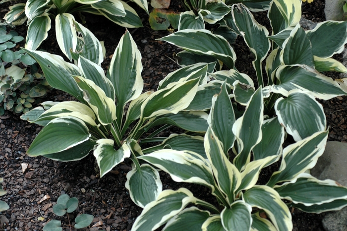 'Patriot' Plantain Lily - Hosta from E.C. Brown's Nursery