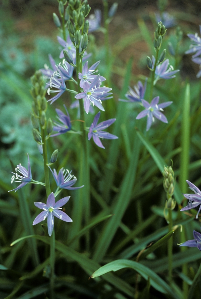 Cusick's Camas - Camassia cusickii from E.C. Brown's Nursery Cusick's Camas - Camassia cusickii from E.C. Brown's Nursery