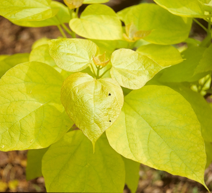 Aurea Golden Catalpa - Catalpa speciosa ''Aurea'' (Golden Catalpa) from E.C. Brown's Nursery Aurea Golden Catalpa - Catalpa speciosa ''Aurea'' (Golden Catalpa) from E.C. Brown's Nursery