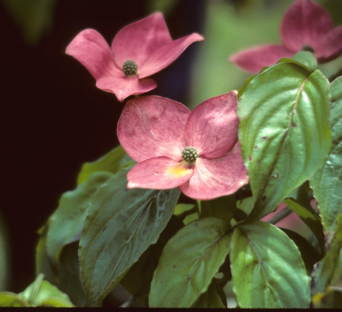 'Satomi' Kousa Dogwood - Cornus kousa from E.C. Brown's Nursery