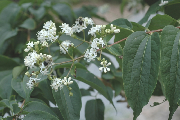 Seven Son Flower - Heptacodium miconioides from E.C. Brown's Nursery