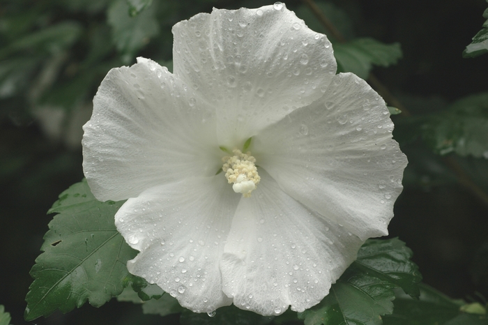 Diana Diana Rose of Sharon - Hibiscus syriacus 'Diana' (Diana Rose of Sharon) from E.C. Brown's Nursery