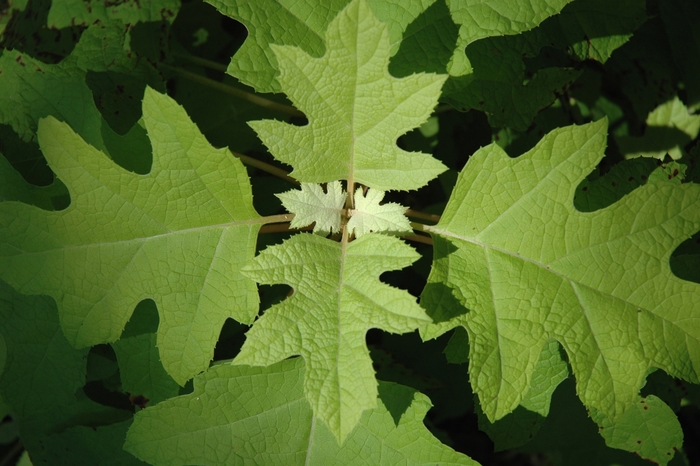 Little Honey Oakleaf Hydrangea - Hydrangea quercifolia 'Little Honey' from E.C. Brown's Nursery Little Honey Oakleaf Hydrangea - Hydrangea quercifolia 'Little Honey' from E.C. Brown's Nursery