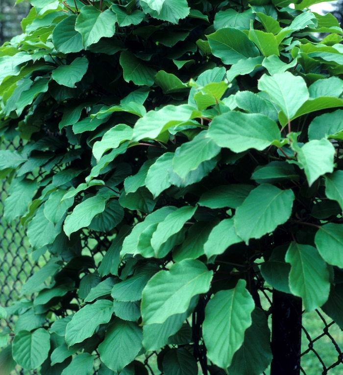 Hardy Kiwifruit - Actinidia arguta from E.C. Brown's Nursery Hardy Kiwifruit - Actinidia arguta from E.C. Brown's Nursery