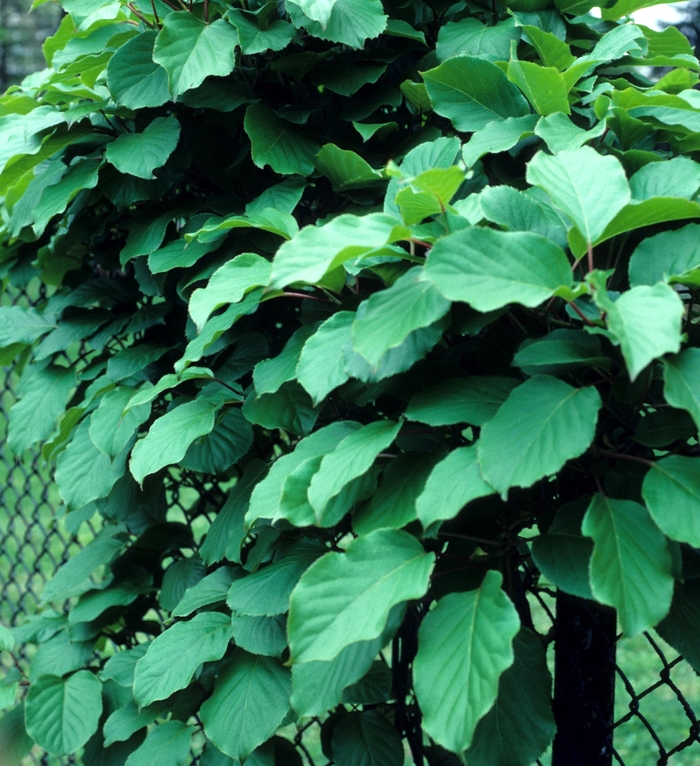 Hardy Kiwifruit - Actinidia arguta from E.C. Brown's Nursery