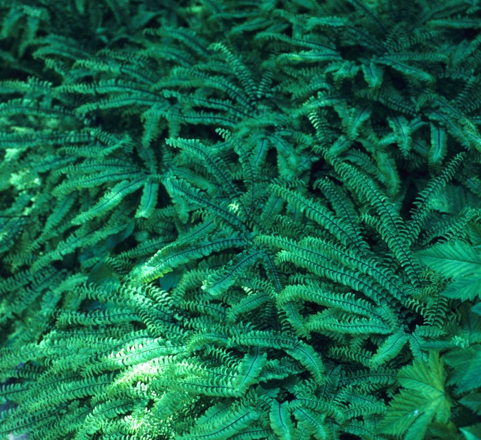 Northern Maidenhair Fern - Adiantum pedatum from E.C. Brown's Nursery Northern Maidenhair Fern - Adiantum pedatum from E.C. Brown's Nursery